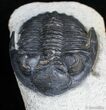 D Hollardops Trilobite - Great Value #2528-2